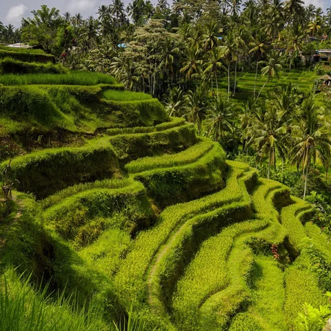 Bali tour